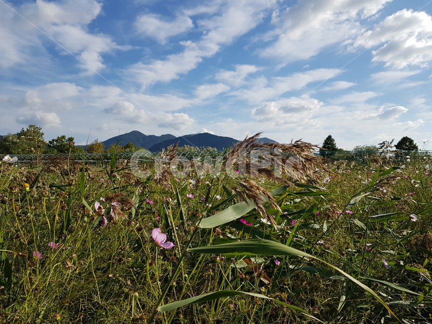 nature,자연,식물,하늘,구름,들,grassland,풀밭,outdoors,옥외,목초지,field,식물,자연,plants,nature