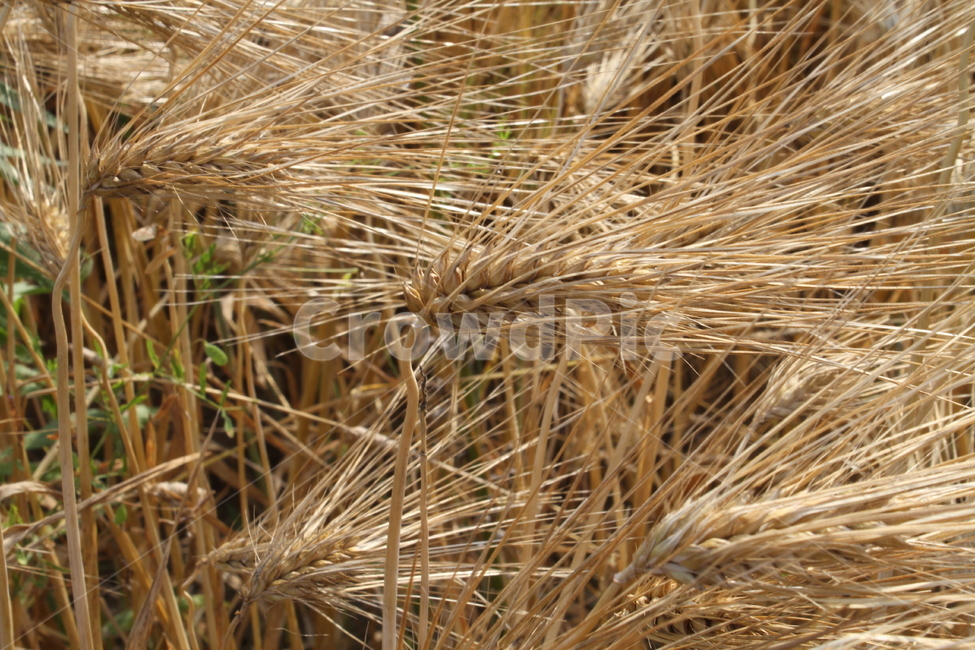 보리,보리밭,곡식,시골풍경,황금보리,barley,식물,자연,plants,nature,곡류,곡식,cereals,산업,industry,industrial,농업,농사,agriculture,farming,farming industry