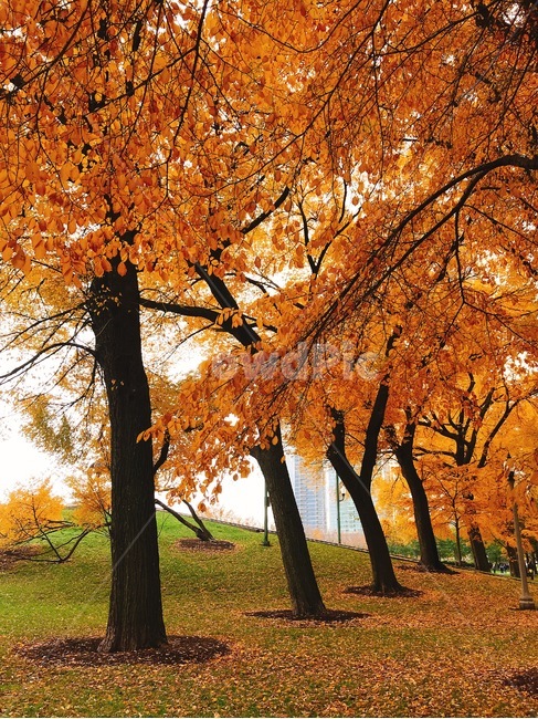 공원,낙엽,가을,단풍,나무,미국,시카고,가을,계절,fall,autumn,season,자연,풍경,nature,landscape,tree,plant,식물,tree trunk,나무 줄기,maple