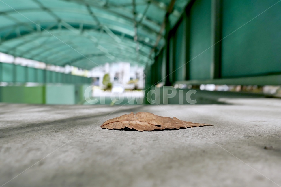 낙엽,일상,주차장,아파트,단지,가을,계절,fall,autumn,season