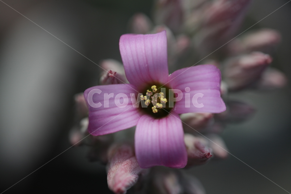 다육,다육식물,빨강다육꽃,행복,용인다육농장,수줍은,식물,자연,plants,nature,꽃,flower