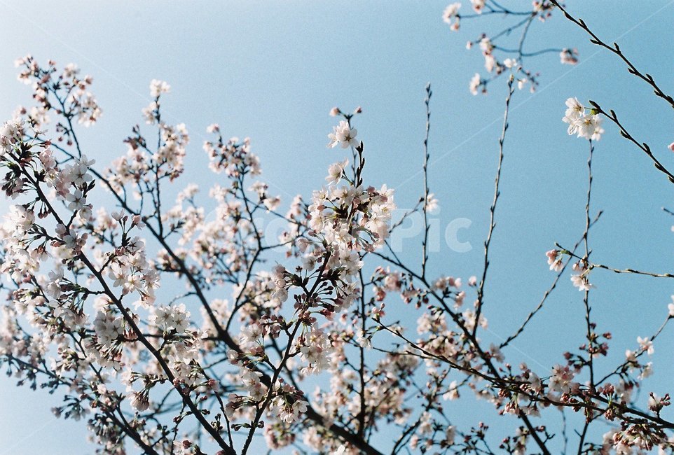 벚꽃,봄,꽃,계절,spring,감성사진,필름사진