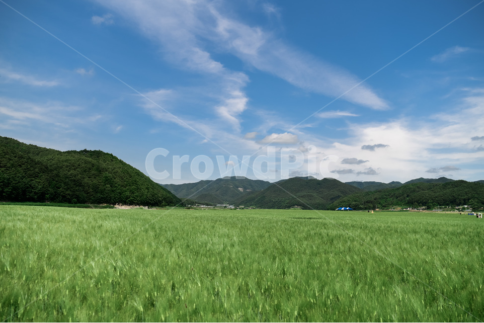 청보리,청보리밭,맑은하늘,하늘,구름,풍경,녹색,그린,green