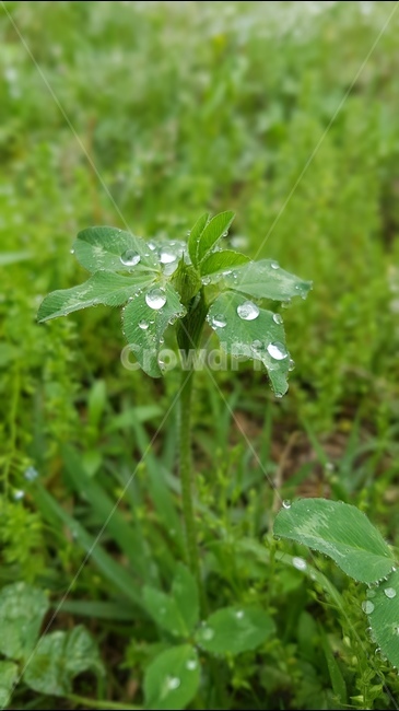 식물,빗방울,물방울,풀,비,식물,자연,plants,nature