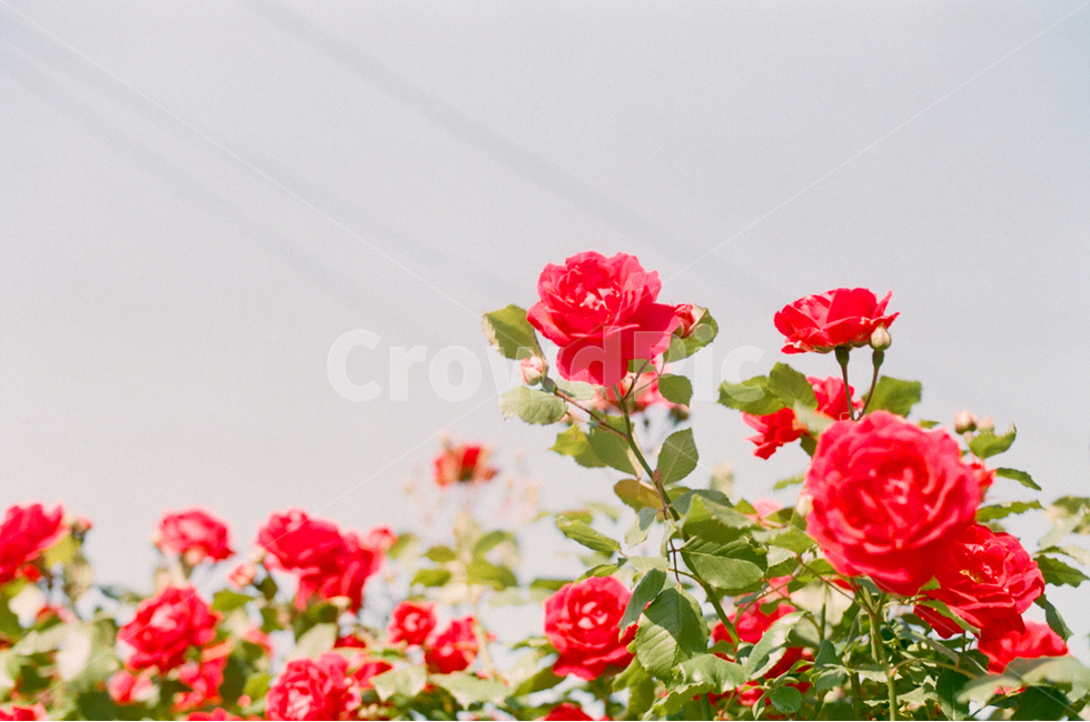꽃,장미,봄,자연,감성,필름,식물,배경화면,빨강,계절,색상,색감,감성사진,spring,season,plants,nature,flower,sensible,feeling,color,redrose,붉은꽃,사랑,red,예쁜,아름다운,힐링,식물,자연,plants,nature,꽃,flower