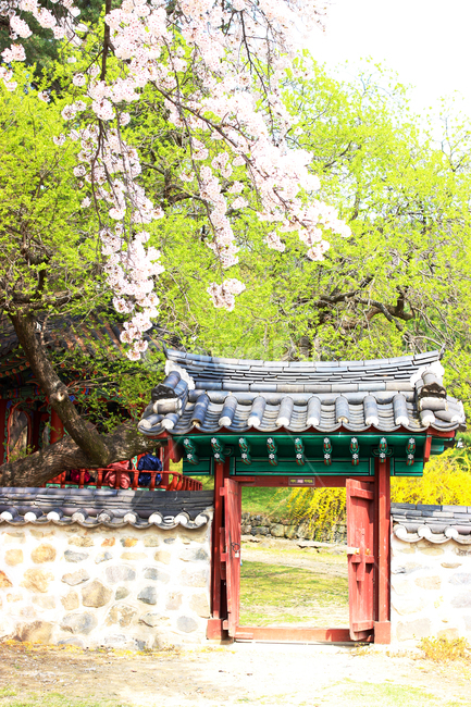 대문,한옥,기와집,돌담,봄,벚꽃,봄,계절,spring,season,한국전통,한국문화,korean traditional,korean culture,건축물,건물외관,exterior,building,structure,architecture,construction