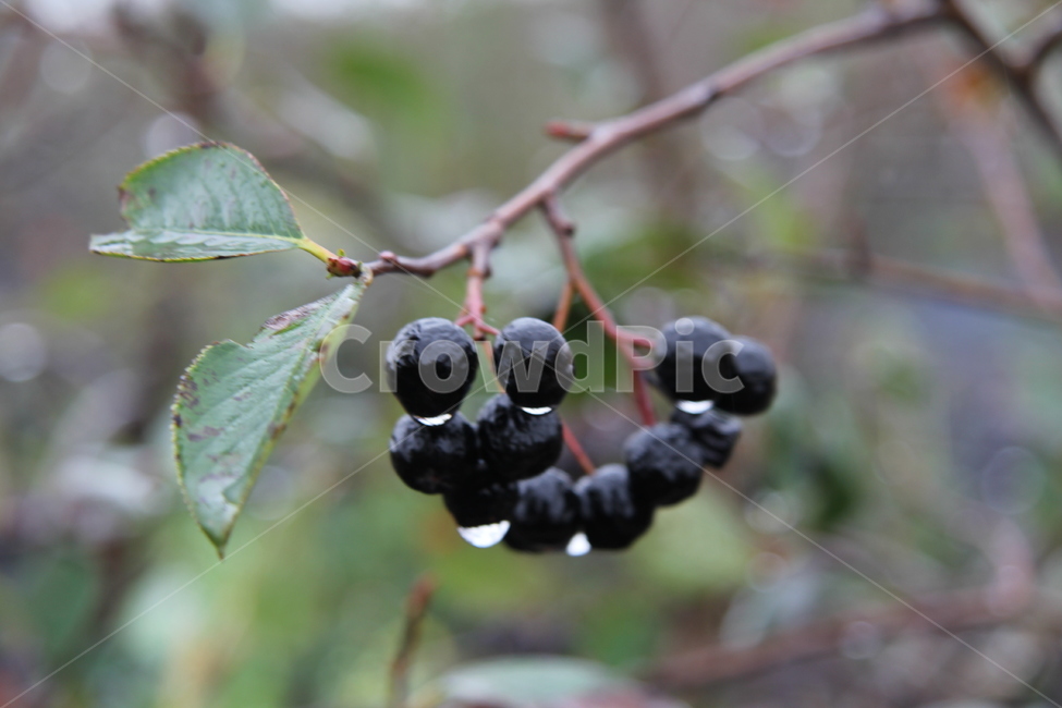 아로니아열매,aronia,아로니아나무,블랙초크베리,아로니아,과일,열매,fruit