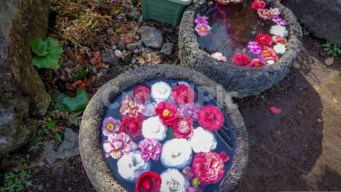 꽃,flower,美,동백꽃,감성,빨간꽃,꽃잎