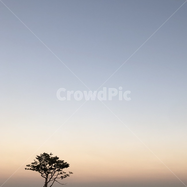 나무,하늘,그라데이션,무지개,핸드폰배경,자연,풍경,nature,landscape,outdoors,옥외,tree,plant,식물