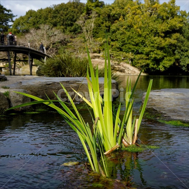 수초,연못,물,공원,정원,야외,자연,식물,자연,plants,nature