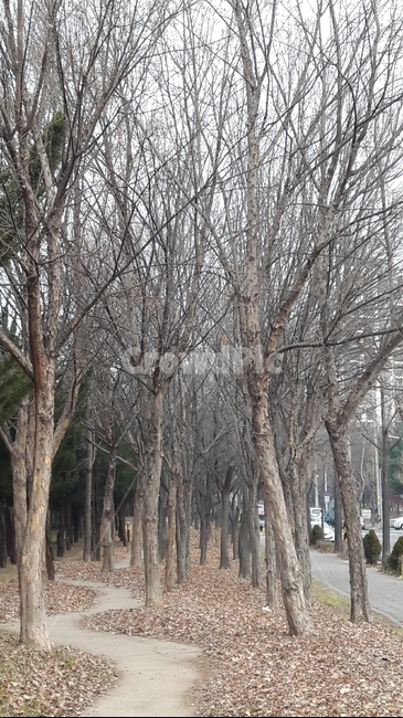 겨울나무,겨울,공원,겨울산책길,가로수,도로가