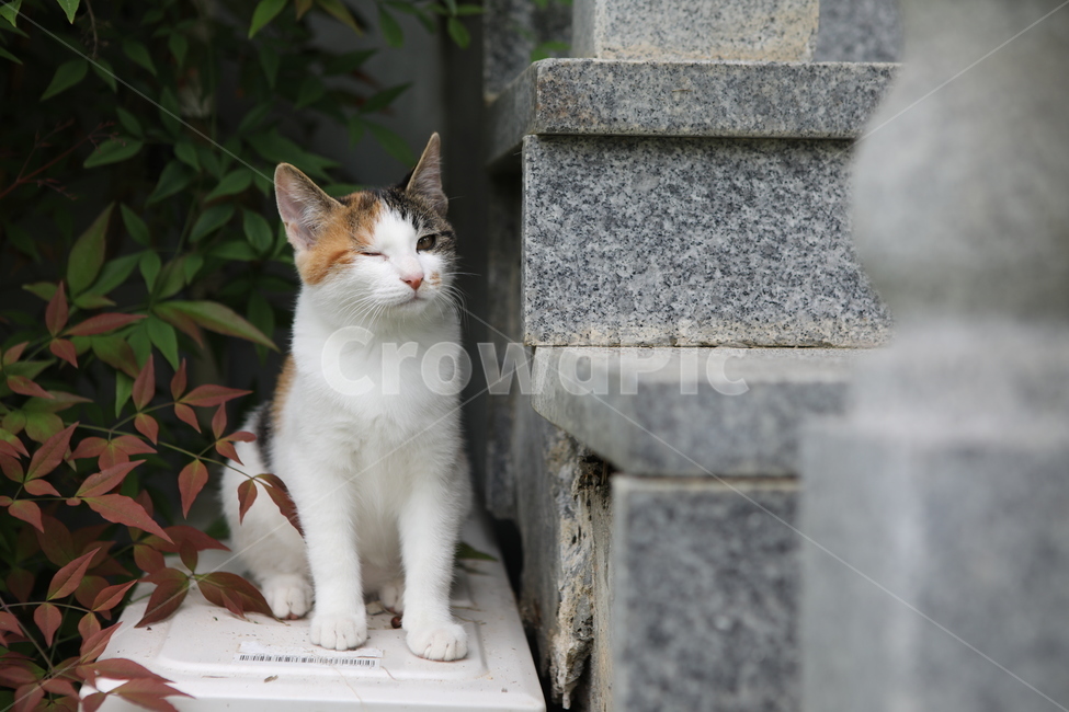 고양이,동물,cat,애완동물,반려동물,animal,포유류,동물,animal,포유류,mammal,고양이,cat,kitten,kitty