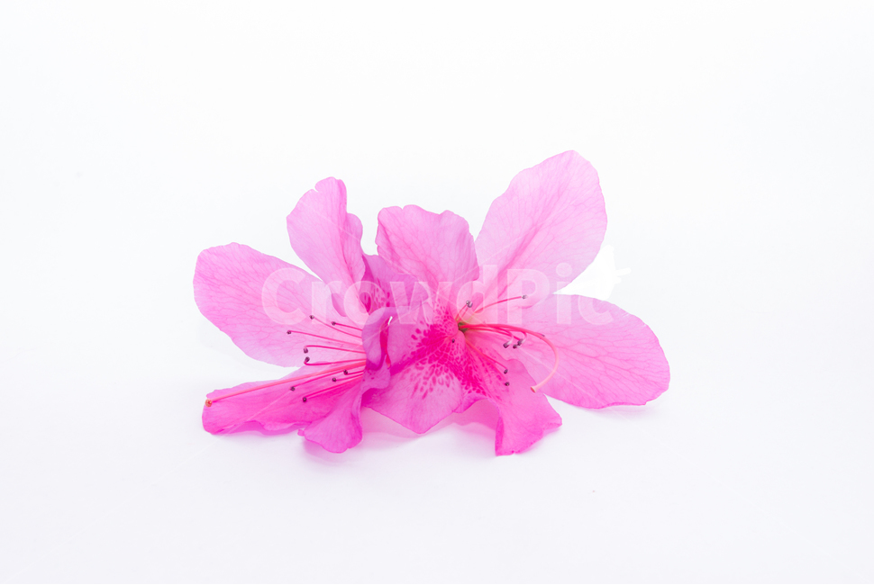산철쭉,철쭉,누끼,배경,봄,꽃,생화,식물,조경,핑크,분홍,spring,season,flowe,자연,향기,아름다운,화사한,봄꽃,꽃잎,스튜디오,봄,계절,spring,season,식물,자연,plants,nature,꽃,flower,누끼,remove background,blossom,geranium,제라늄,plant,petal