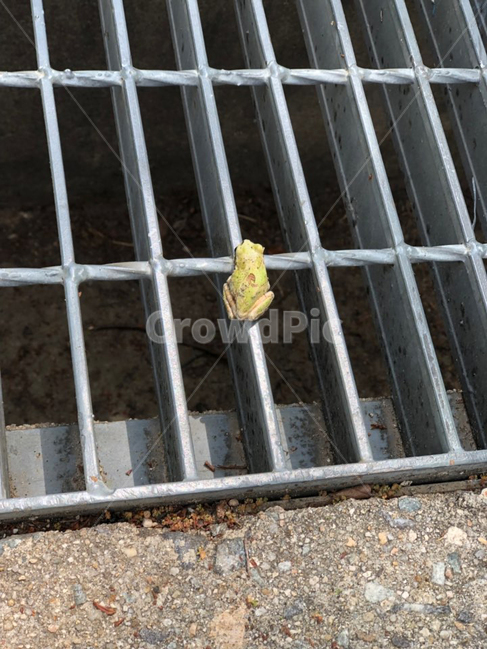 개구리,하수구,초록개구리,frog,greenfrog