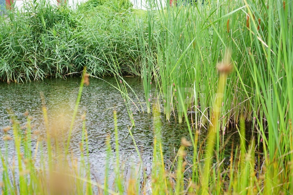 연못,물,풀,식물,갈대,자연,풍경,습지,여름,summer,녹색,그린,green,color,landscape,계절,season,자연,풍경,nature,landscape,outdoors,옥외,land,땅,water