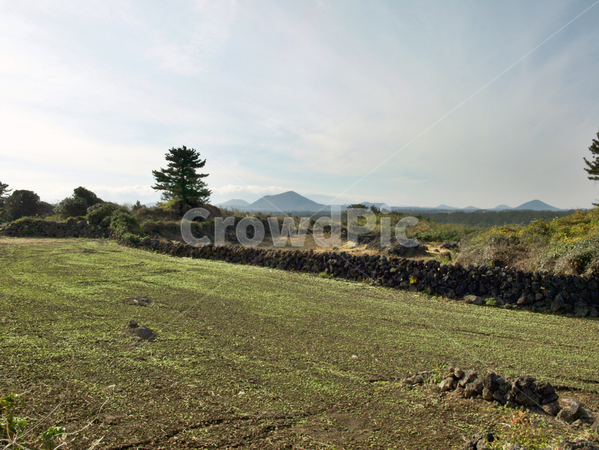 올레21코스,올레,제주,돌담,밭길,농작물,자연,자연,풍경,nature,landscape,제주도,jeju,jeju island,outdoors,옥외,grassland,목초지,field,들,farm,농장,rural,농촌