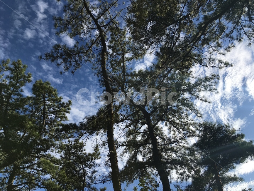 아차산,나무,하늘,풍경,자연,가을하늘