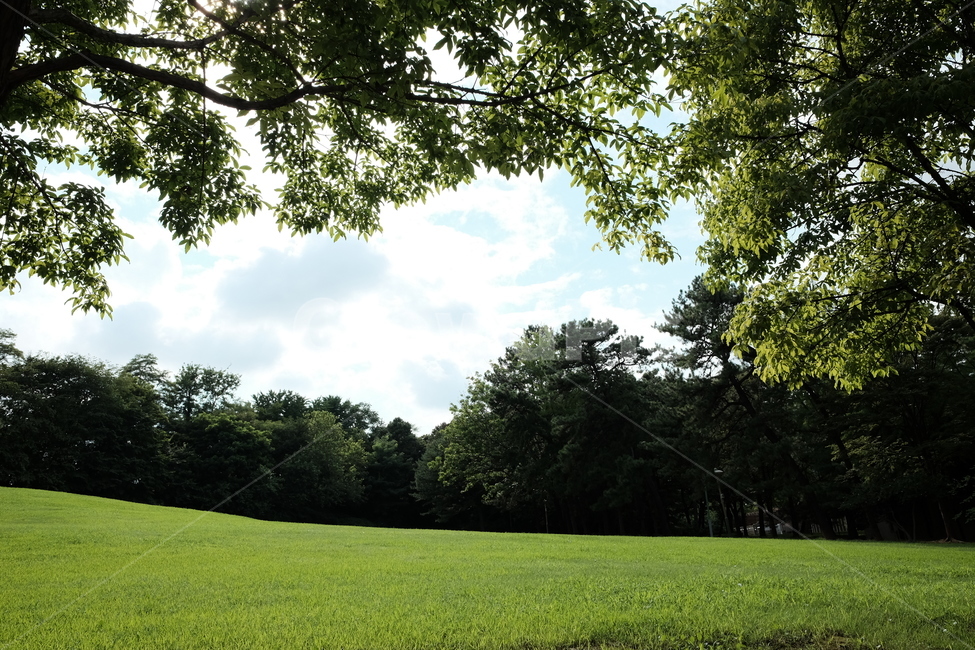 잔디,잔디밭,초록,언덕,나무,어린이대공원,여름,자연,풍경,nature,landscape,grass,plant,식물