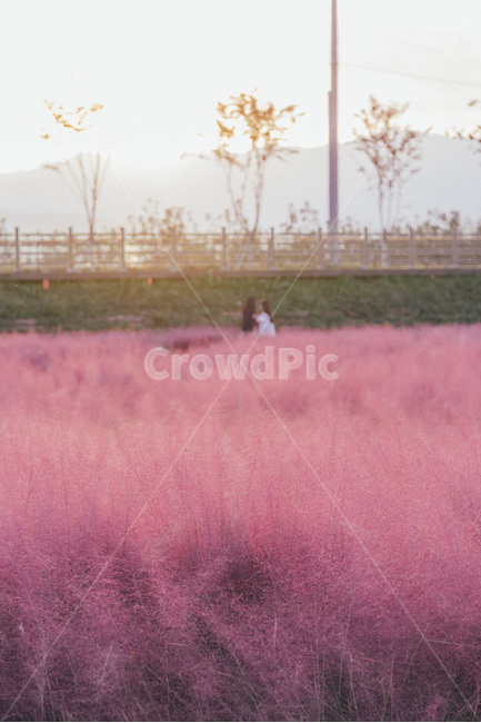 nature,자연,핑크뮬리,뮬리,풀밭,가을풍경,pinkmuhly,grass,가을,계절,fall,autumn,season,outdoors,옥외,field,들,grassland,목초지