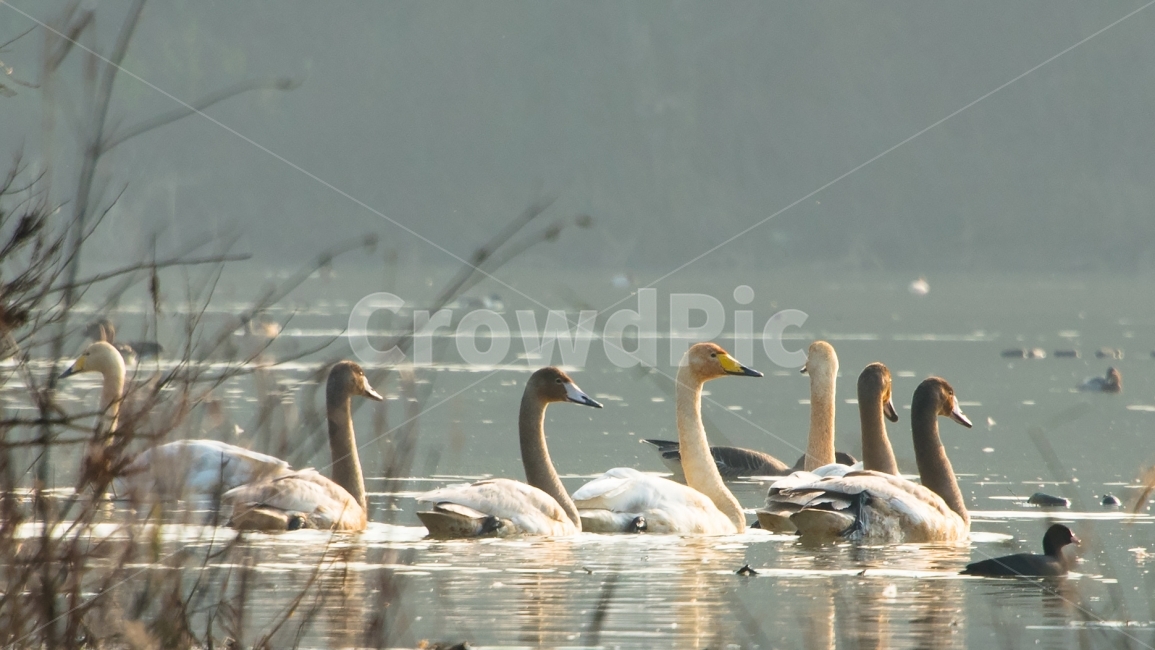 고니,Swan,겨울철새,물새,겨울,Winter,동물,animal,조류,새,birds