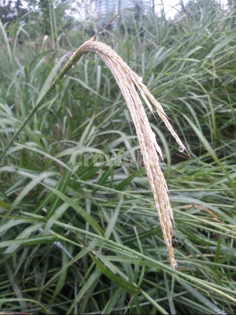 plant,식물,갈대,잎,자연,식물,자연,plants,nature