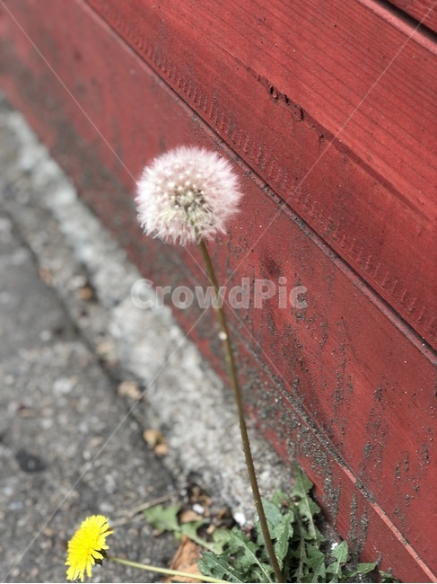 홀씨,민들레,민들레홀씨,길가,꽃,식물,노란꽃,식물,자연,plants,nature,꽃,flower