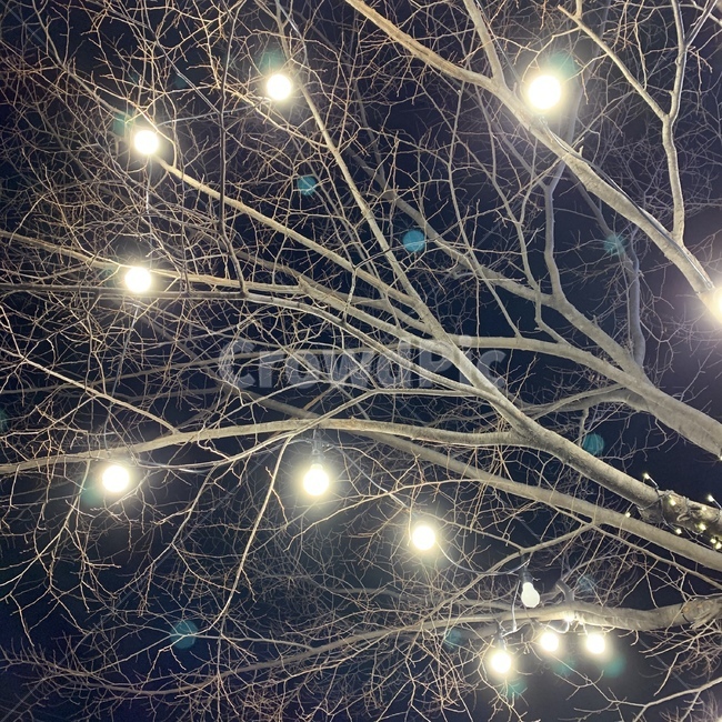 light,lighting,빛,조명,트리
