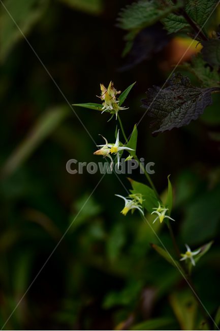 닻꽃,야생화,식물,자연,꽃,생태,힐링,플라워,wildflower,flower,plants,nature,season,감성,느낌,emotion,feeling,여름,용담목,용담과,닻꽃속,식물,자연,plants,nature,꽃,flower