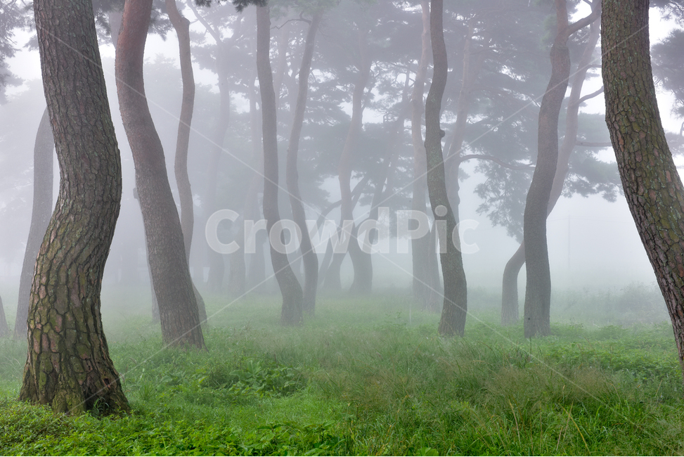 안개,소나무,소나무밭,새벽,이슬,자연,풍경,nature,landscape,한국자연풍경,한국자연경관,korea nature landscape,식물,plants,나무,trees,wood,weather,날씨,outdoors,옥외
