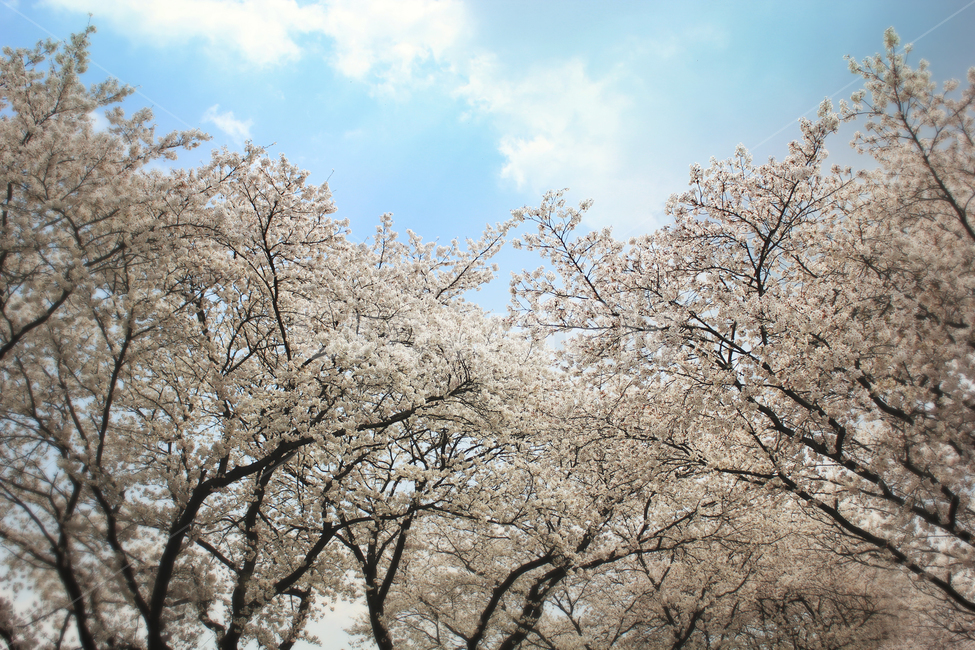 식물,blossom,꽃,cherryblossom,벚꽃,flower,봄,계절,spring,season,식물,자연,plants,nature,꽃,flower