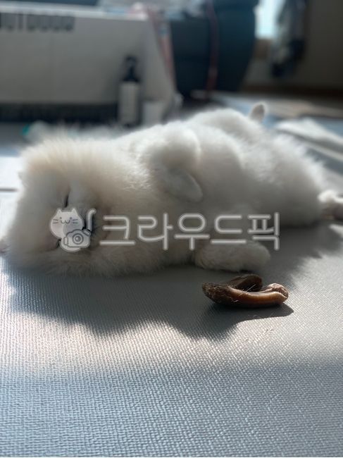 강아지,강아지낮잠중,널부러짐,댕댕이,햇빛쬐기,솜뭉치