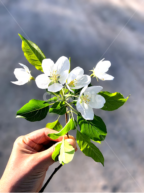 꽃,flower,사과꽃,whiteflower,자연,nature,아름다운,봄,spring,손