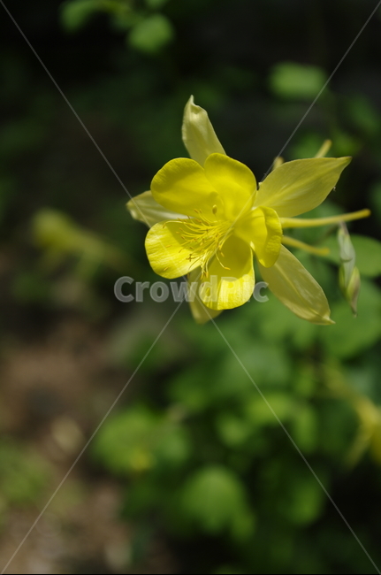 꽃,flower,식물,plant,계절,봄,spring,식물,자연,plants,nature,꽃,flower