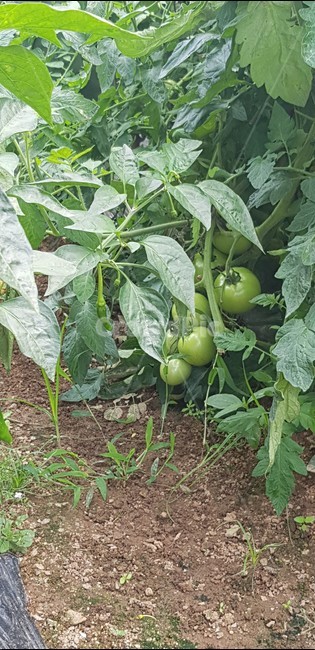 방울토마토,미니토마토,토마토,초록토마토,자연,열매,푸드,음식,풍성,식재료,cook