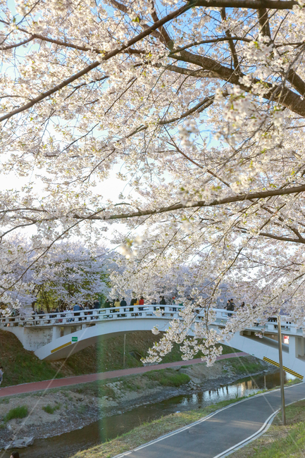 벚꽃,벚꽃나무,봄,spring,하늘,sky,cherryblossom,꽃,봄,계절,spring,season,식물,자연,plants,nature,꽃,flower,사람들,대중,군중,other people,crowd,plant,blossom,cherry blossom
