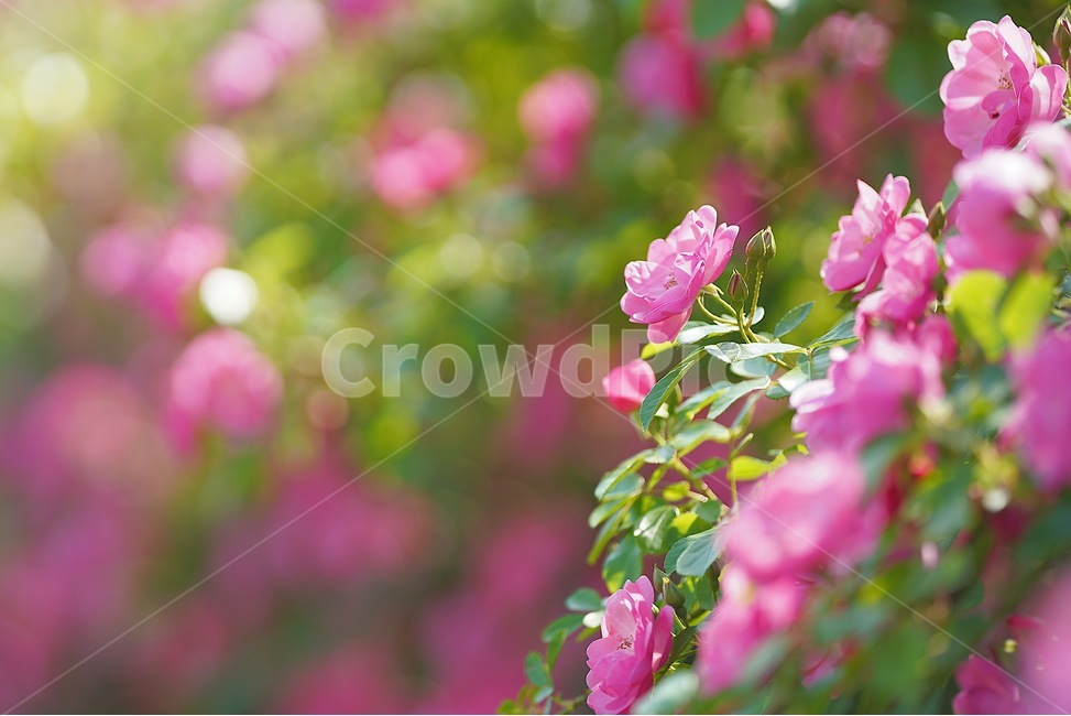 장미,꽃,분홍꽃,rose,flowe,r붉은,빨간색,아웃포커스,감성,보케,자연,색감,식물,자연,plants,nature,꽃,flower