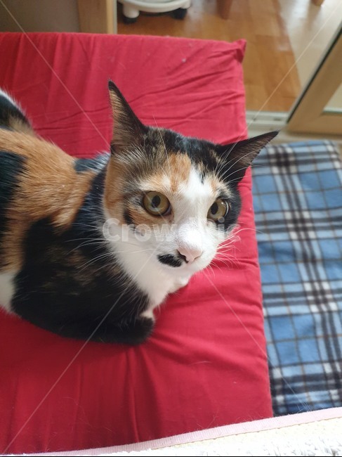 고양이,cat,반려동물,동물,animal,동물,animal,포유류,mammal,고양이,cat,kitten,kitty