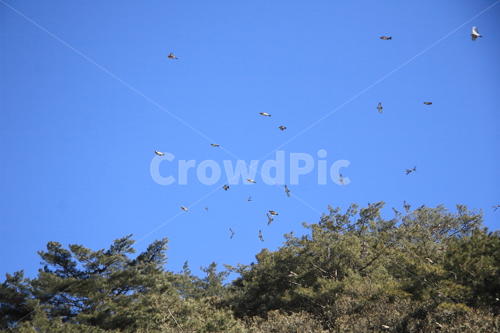 산,하늘,새,숲,날다,나무,동물,animal,조류,새,birds