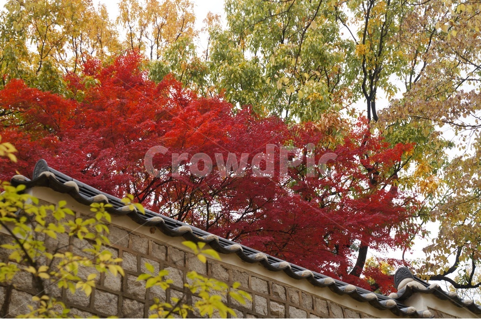 가을,단풍,고궁,창경궁,낙엽,기와,가을산책,고궁의가을,가을,계절,fall,autumn,season,한국전통,한국문화,korean traditional,korean culture,tree,나무,plant,식물,maple