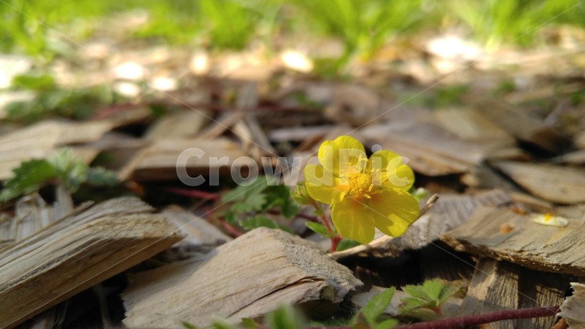 양지꽃,노란양지꽃,꽃,노란꽃,노란색,식물,yangjiflower,yellowflower,flower,yellow,plant,brown