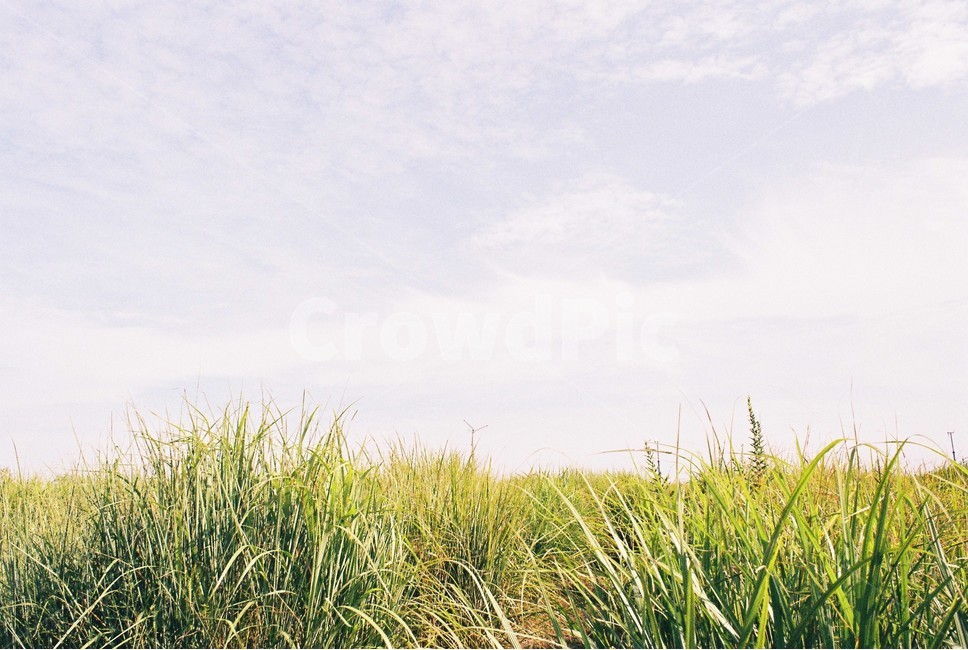 초록,하늘,갈대,하늘공원,green