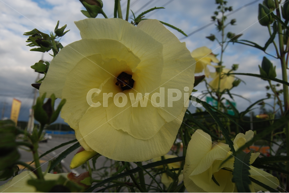 태기산,봄,자연,공원,야생화,식물,자연,plants,nature,꽃,flower