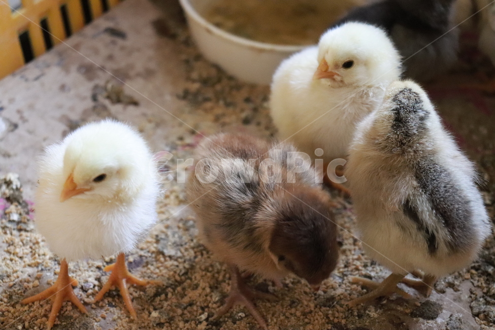 동물,가금류,bird,새,병아리,동물,animal