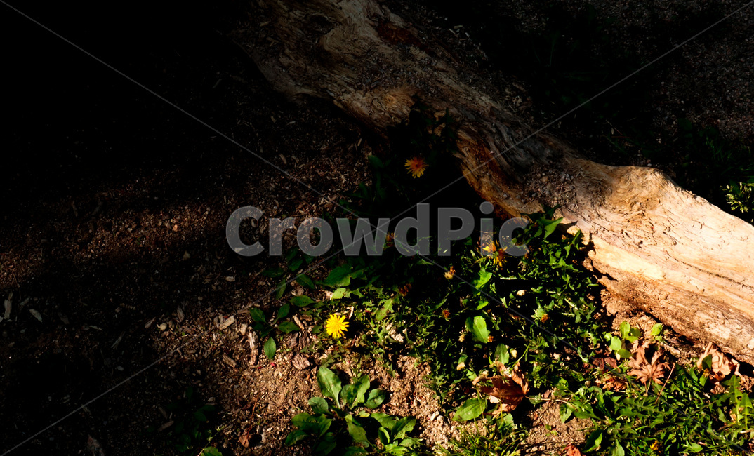 들꽃,민들레,나무,숲,노란꽃,흙,초록,풀,wildflower,tree,yellowflower,green,grass,dandelion,forest,wood,ground,자연,풍경,nature,landscape,바닥,plant,식물