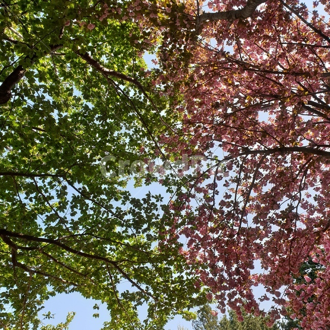 봄,벚꽃,겹벚꽃,왕벚꽃,cherryblossom,season,spring,flower,nature,식물,자연,plants,nature,꽃,flower