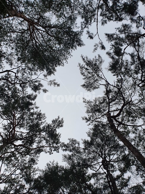 plant,식물,tree,나무,자연,nature,하늘,sky,풍경
