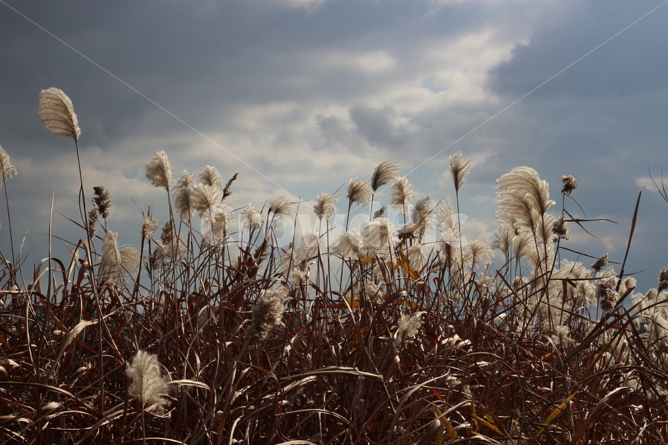 갈대숲,바람,구름,하늘,산책,아침,5월,갈대,봄,봄바람