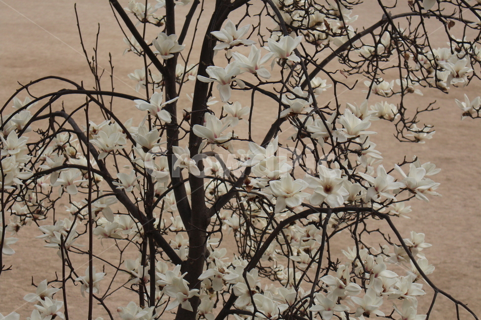 꽃,flower,목련꽃,흰색꽃,꽃나무,자연,나무,봄,계절,spring,season,식물,자연,plants,nature,꽃,flower,plant