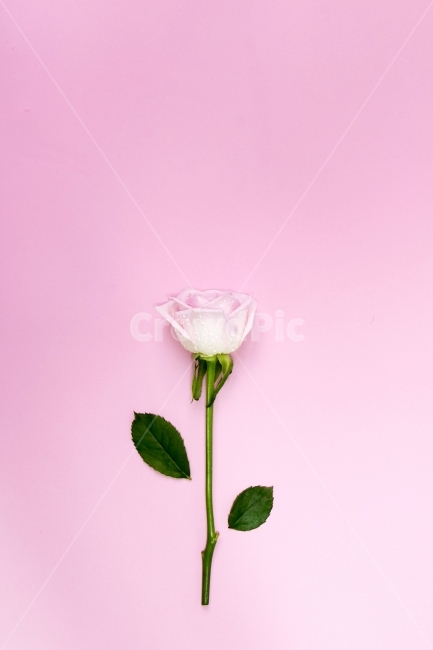 장미,이벤트,사랑,축하,기념일,선물,사진,단독사진,디자인,소스,포토,사진자료,배경,배경사진,백그라운드,한국,동양,아시아,풍경,자연,환경,실외,낮,아침,식물,꽃,봉오리,꽃봉오리,잎,꽃잎,5월,봄,여름,장미꽃,분홍,핑크,pink,생화,생일,로즈데이,크리스마스,프로포즈,발렌타인데이,화이트데이,빼빼로데이,성년의날,식물,자연,plants,nature,꽃,flower,기념일,축하,anniversary,congratulation,celebrate,celebration,연출,컨셉,콘셉,direction,concept,누끼,remove background