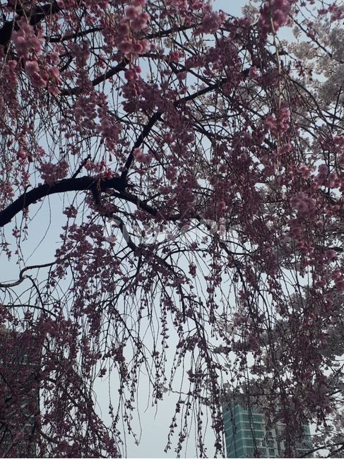 벚꽃,자연,나무,하늘,꽃,봄,계절,spring,season,plant,식물,tree